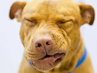 What Smells Do Dogs Hate? 11 Vet-Verified Scents (With Pictures)