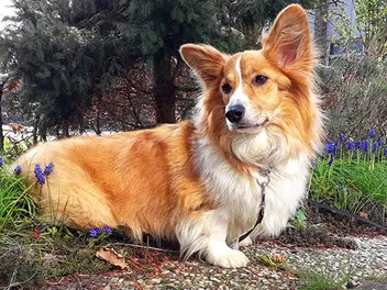 Why Does a Corgi Have Short Legs? Genetics & Breeding