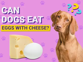 Can Dogs Eat Eggs With Cheese? Vet-Reviewed Health & Nutrition Guide