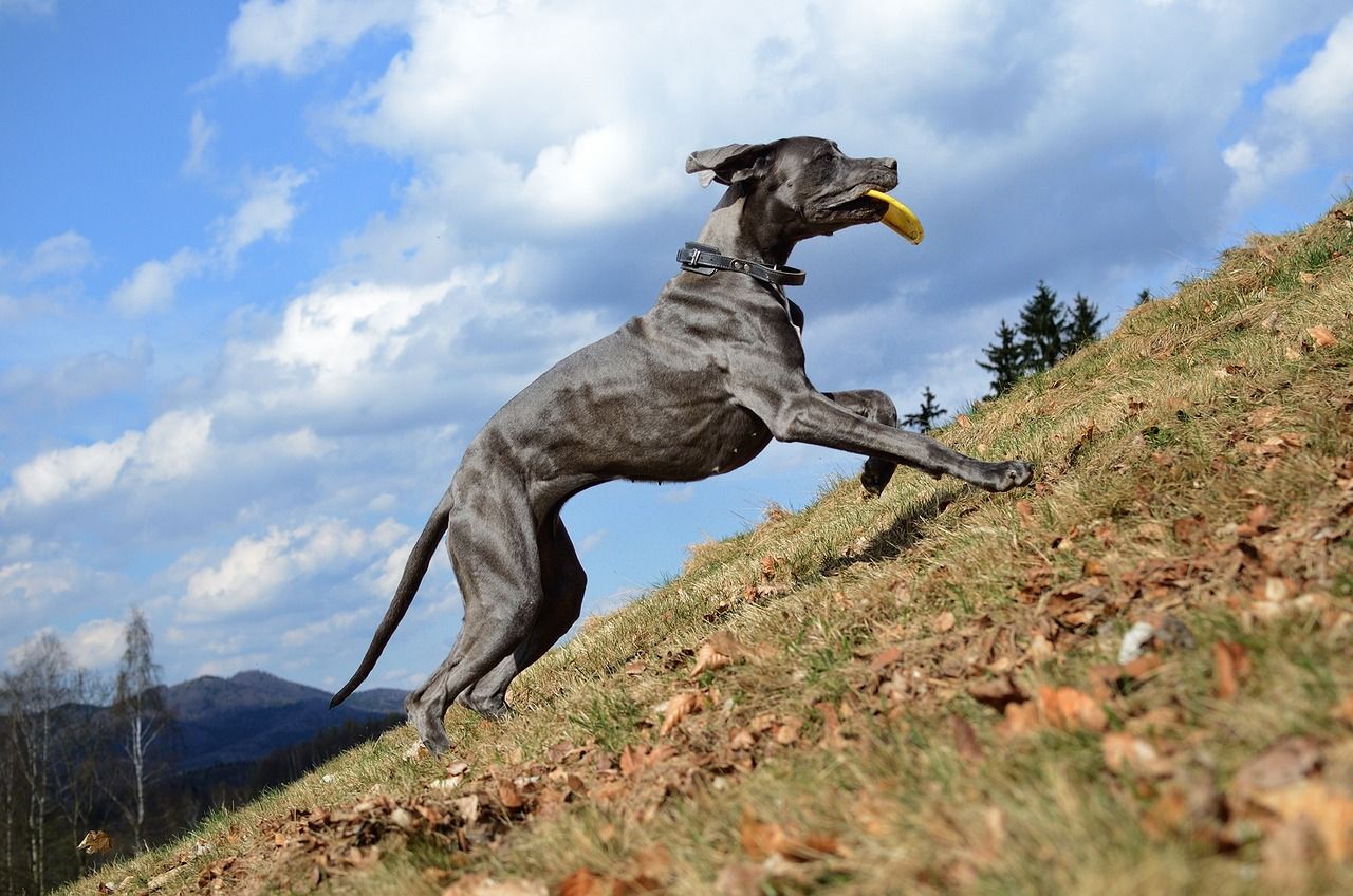 great-dane-running
