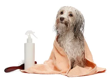 10 Best Shampoos for Havanese in 2026: Reviews & Top Picks