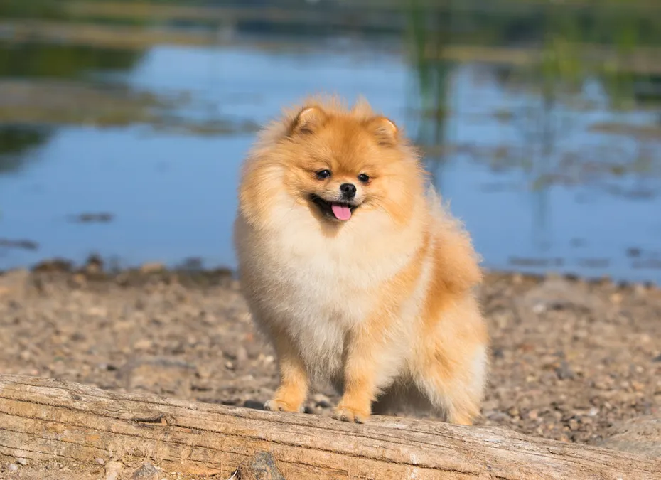 Pomeranian dog playing in the park