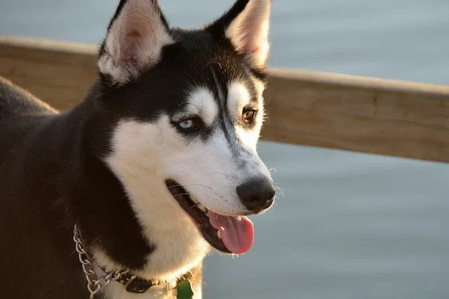 10 Common Husky Mixes: Info, Pictures & History