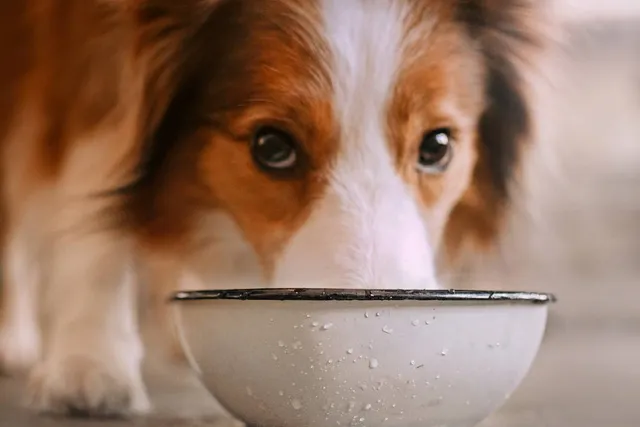 My Dog Makes a Mess Drinking Water: 4 Vet-Approved Tips to Stop It