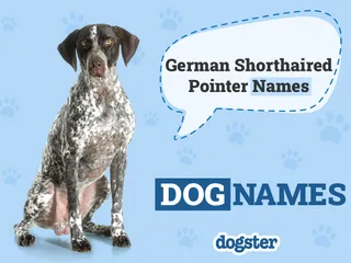 150+ German Shorthaired Pointer Names: Best Ideas for Your Pup