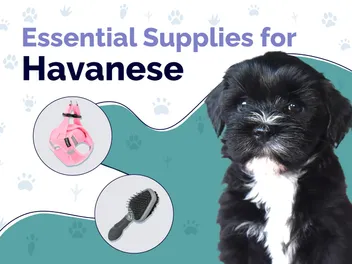 12 Essential Havanese Supplies to Get You Started: 2026 Guide