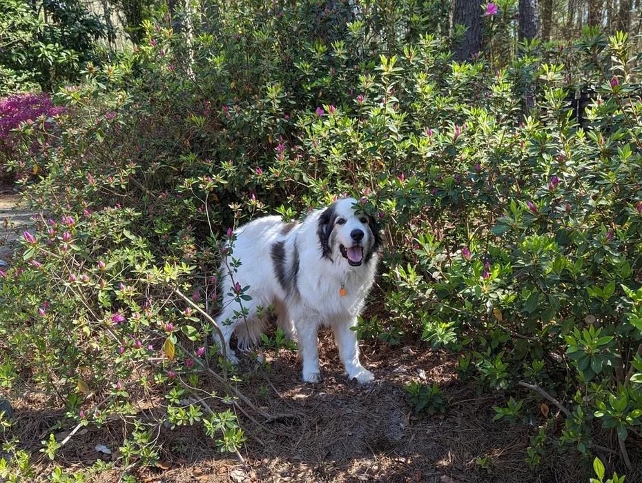 great pyrenees with badger markings standing in a bush