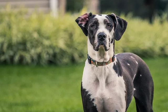 What Size Crate Does a Great Dane Need? Keep Your Dog Comfortable