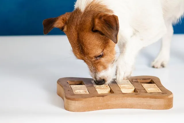 How to Keep a Dog Busy While at Work: 18 Vet-Approved Methods