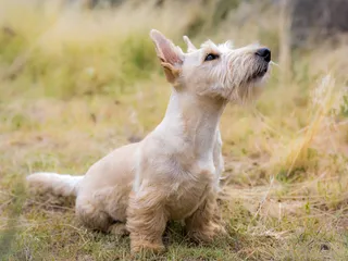 Scottish Terrier: Info, Pictures, Facts & Traits