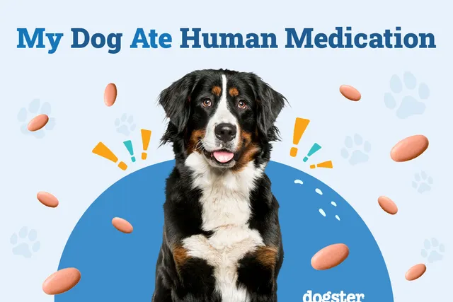 My Dog Ate Human Medication: Our Vet's Advice on What to Do