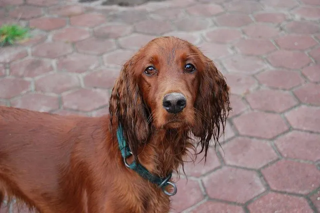 How to Get Rid of Wet Dog Smell: 7 Vet-Reviewed Steps