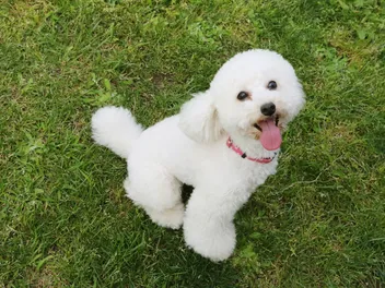 How Much Are Toy Poodles? 2026 Price Guide