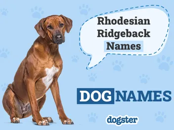 150+ Rhodesian Ridgeback Names: Ideas for Grand Guard Dogs