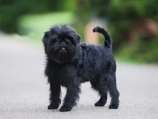 27 Beautiful Black Dog Breeds: Info, Pictures & History