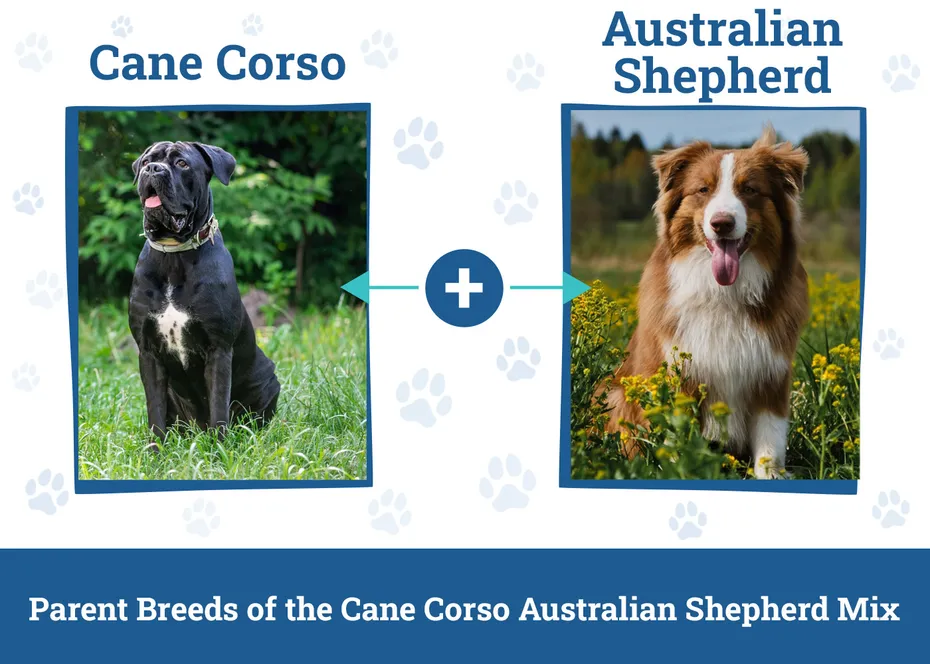 Parent Breeds of the Cane Corso Australian Shepherd Mix