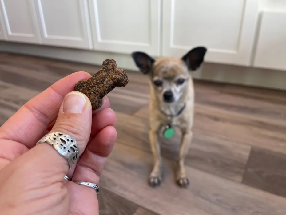 Sunday Scaries FOMO Bones - holding the treat for papyrus