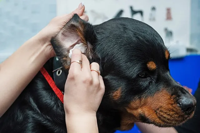 How to Clean Dog Ears: Vet-Approved Steps & Tips