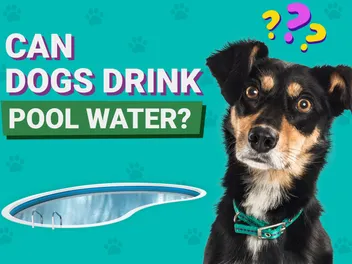 Can Dogs Drink Pool Water? Dangers Of Chlorine & Saltwater