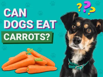 Can Dogs Eat Carrots? Vet-Approved Nutrition Facts & FAQ