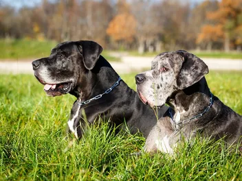 Dog Color Genetics: The Fascinating Science Explained (With Chart)