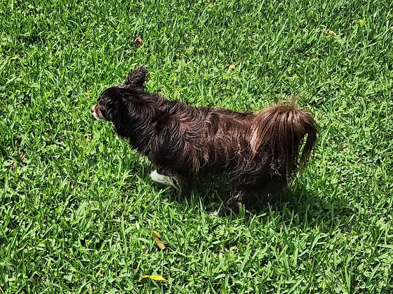The fluff returns.