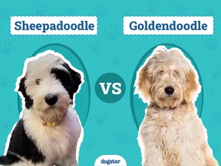 Sheepadoodle vs Goldendoodle: The Differences (With Pictures)