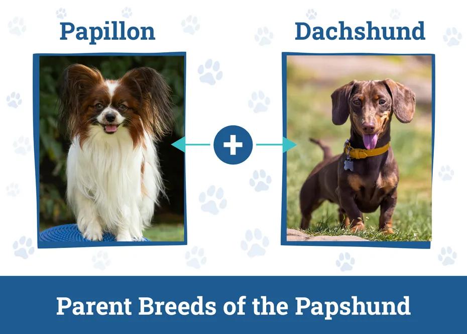 Parent Breeds of the Papshund