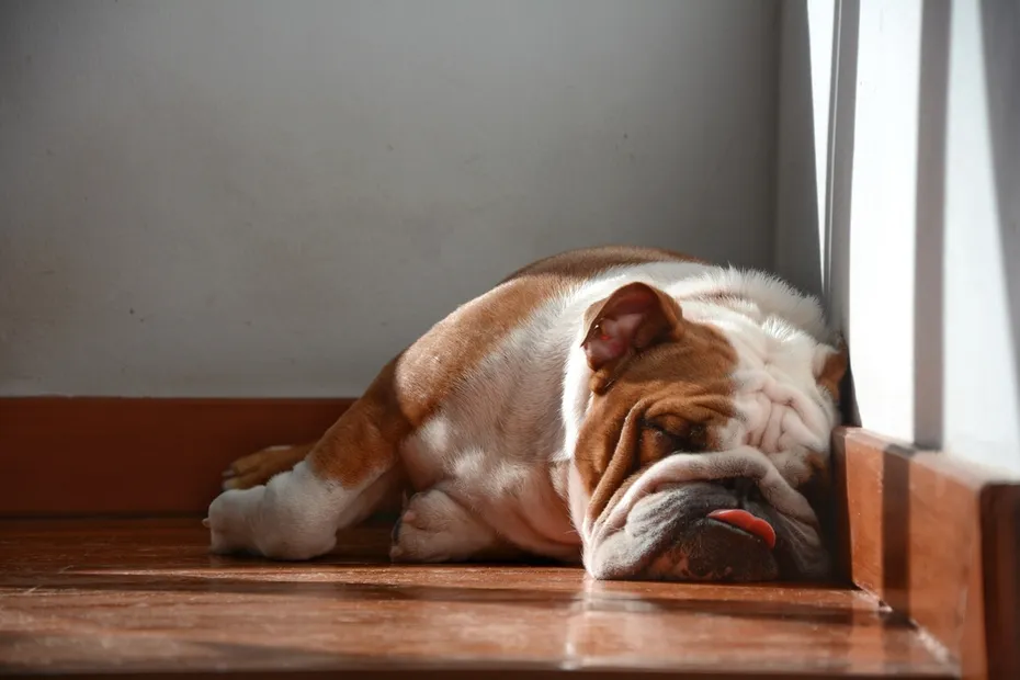 bulldog sleeping with its tongue out at home