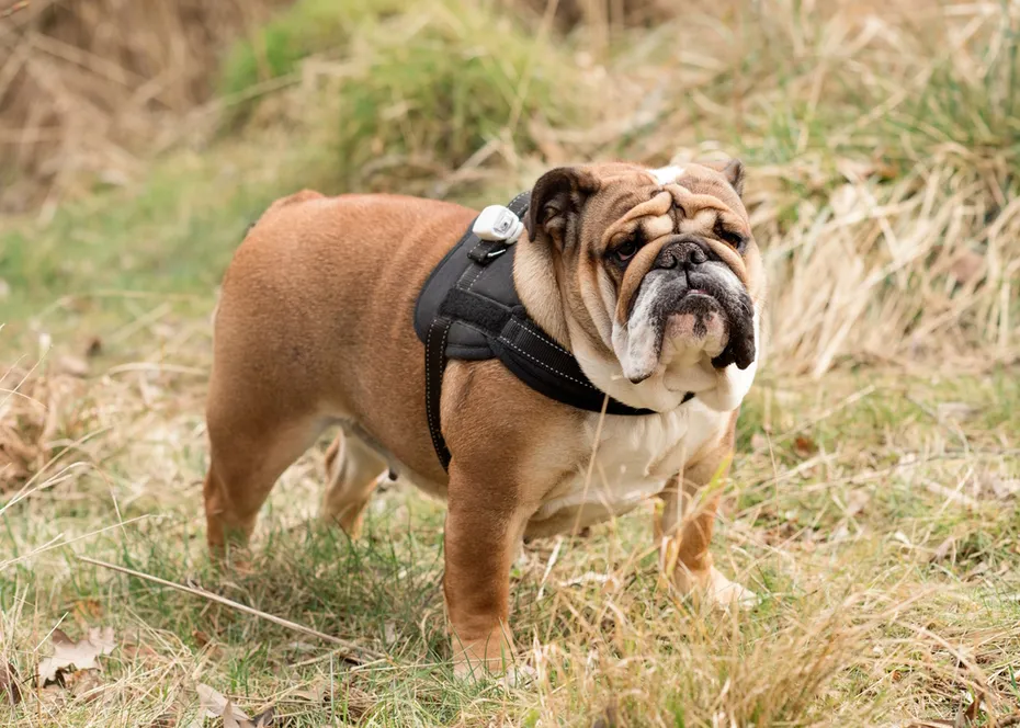 English-Bulldog-standing-on-the-dry-grass