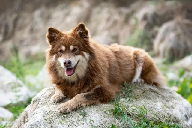 10 Scandinavian Dog Breeds (With Info & Pictures)