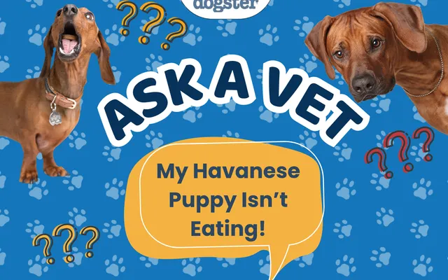 Ask Dr. Paola - HELP! My Havanese Puppy Isn’t Eating! (October 5, 2026)