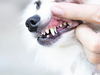 Dog Tooth Abscess: Our Vet Explains the Causes, Signs & Treatment