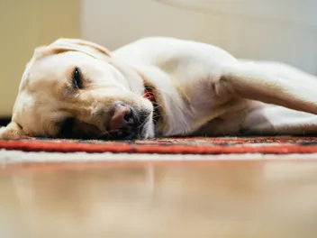 Can Dogs Sleep With Their Eyes Open? Vet-Verified Facts & Info