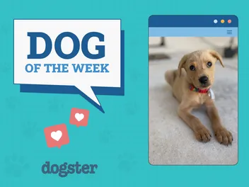 Dogster Photo Contest: Dogs of the Week Winners (November 14, 2024)