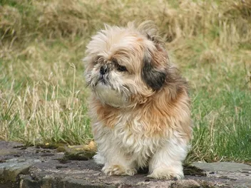 Bea-Tzu (Beagle & Shih Tzu Mix): Info, Pictures, Care Guide & More