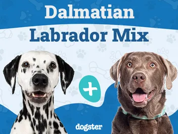 Dalmador (Dalmatian & Lab Mix): Info, Pictures, Care & More