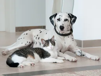 Are Dalmatians Good With Cats? Vet-Verified Facts & FAQ