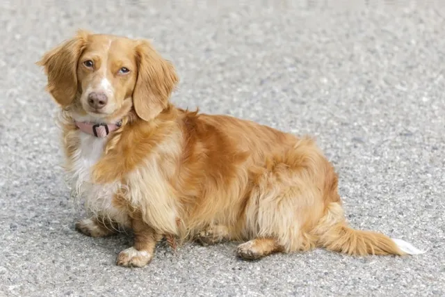 Long-Haired Mini Dachshund: Info, Pictures, Origin & History