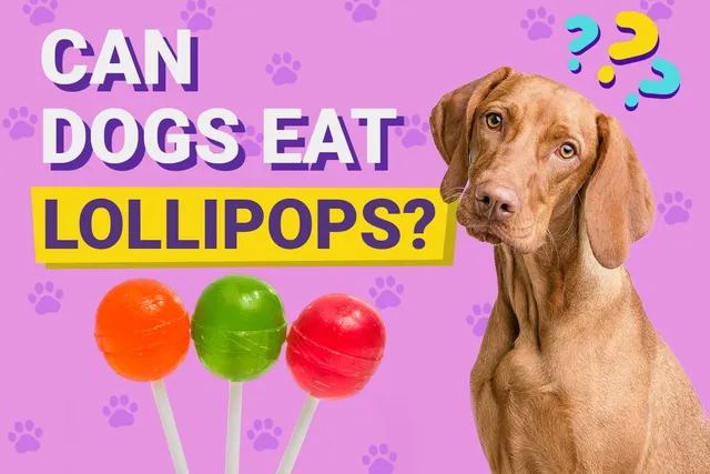 Can Dogs Eat Lollipops? Vet-Reviewed Facts & FAQ
