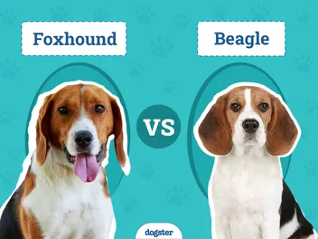 Foxhound vs Beagle: Vet-Reviewed Differences (With Pictures)