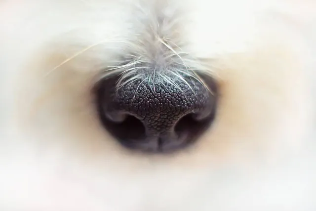 My Dog Is Losing Hair on Their Nose, What's Wrong? (Vet Answer)