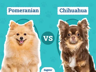 Pomeranian vs Chihuahua: Notable Differences & Similarities