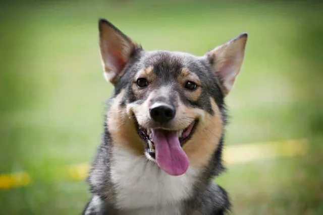 Swedish Vallhund Dog Breed: Info, Pictures, Care & Traits