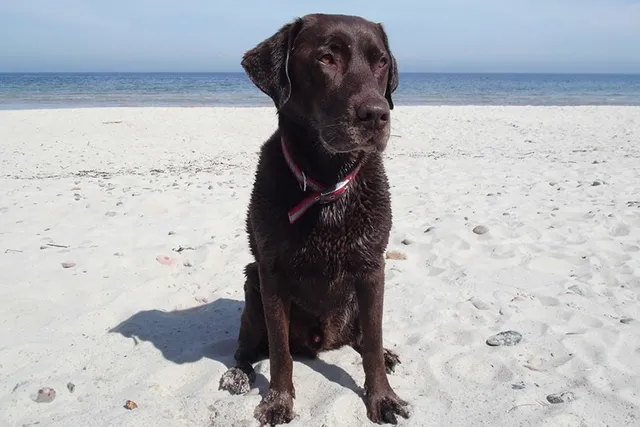 Top 8 Dog-Friendly Beaches in Naples, FL to Visit in 2026