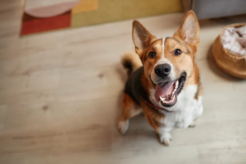 happy dog looking up