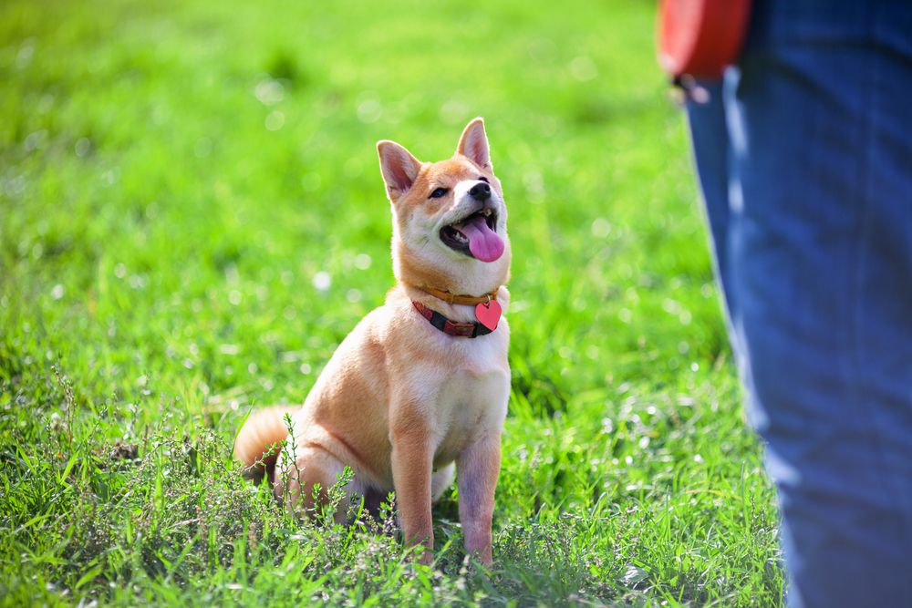 shiba inu dog in obedience training