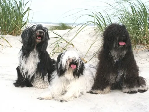 Tibetan Terrier