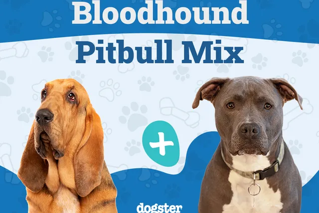 Bloodhound Pitbull Mixed Dog Breed: Info, Pictures, Care & More