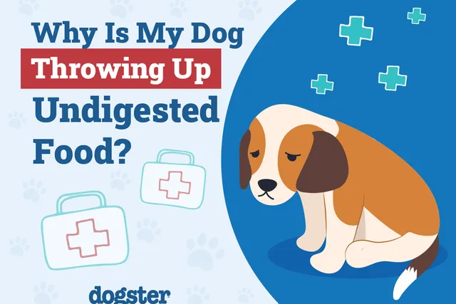 Why Is My Dog Throwing Up Undigested Food? 9 Vet-Reviewed Reasons & Advice